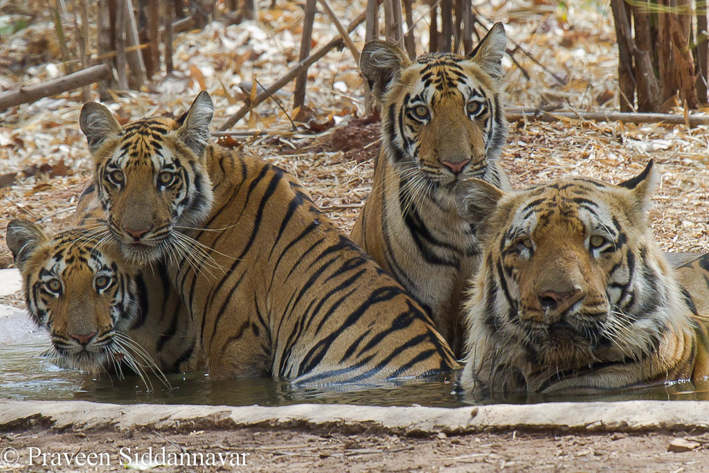 Daddy Day Care for the tiger cubs. Are male tigers good dads? 