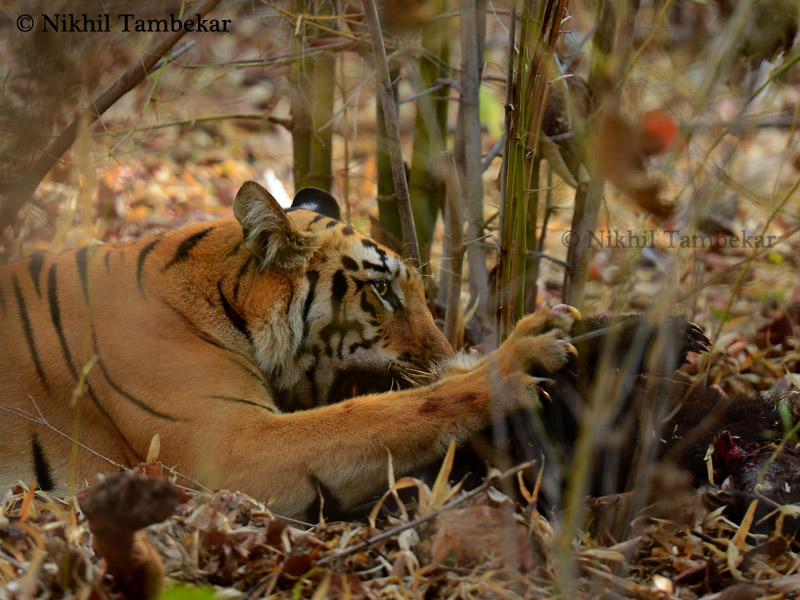 http://www.indianaturewatch.net/images/album/photo/99633639751ade2d7223e6.jpg